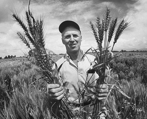 Dr. Borlaug